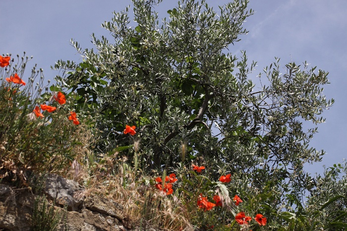 Toscane 09 - 319 - Divers